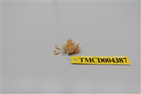 藏品(帶刺併額蟹)的圖片